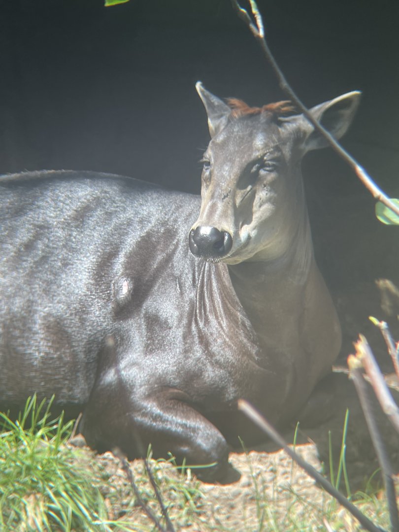 Yellow-backed Duiker