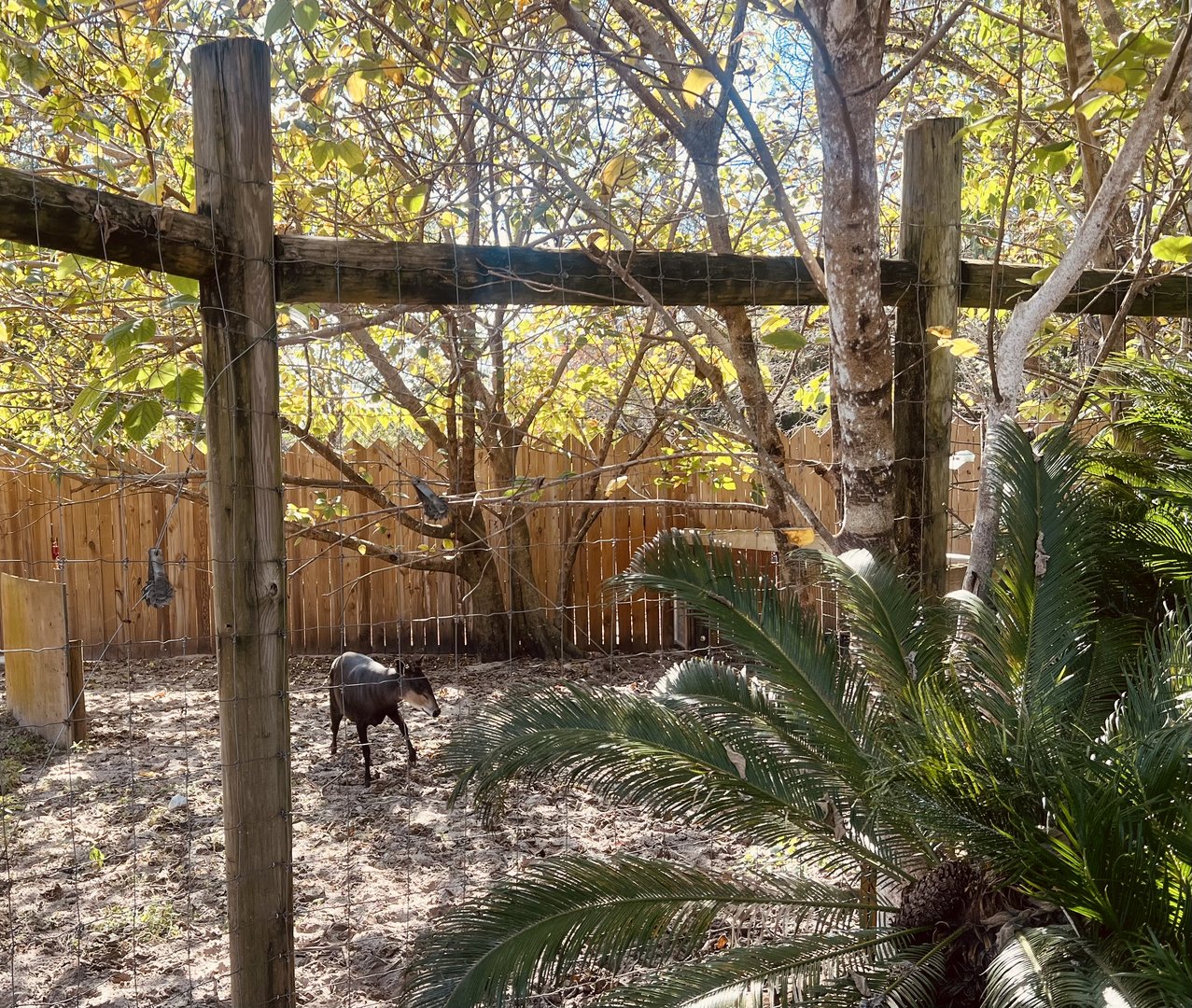 Yellow-backed Duiker