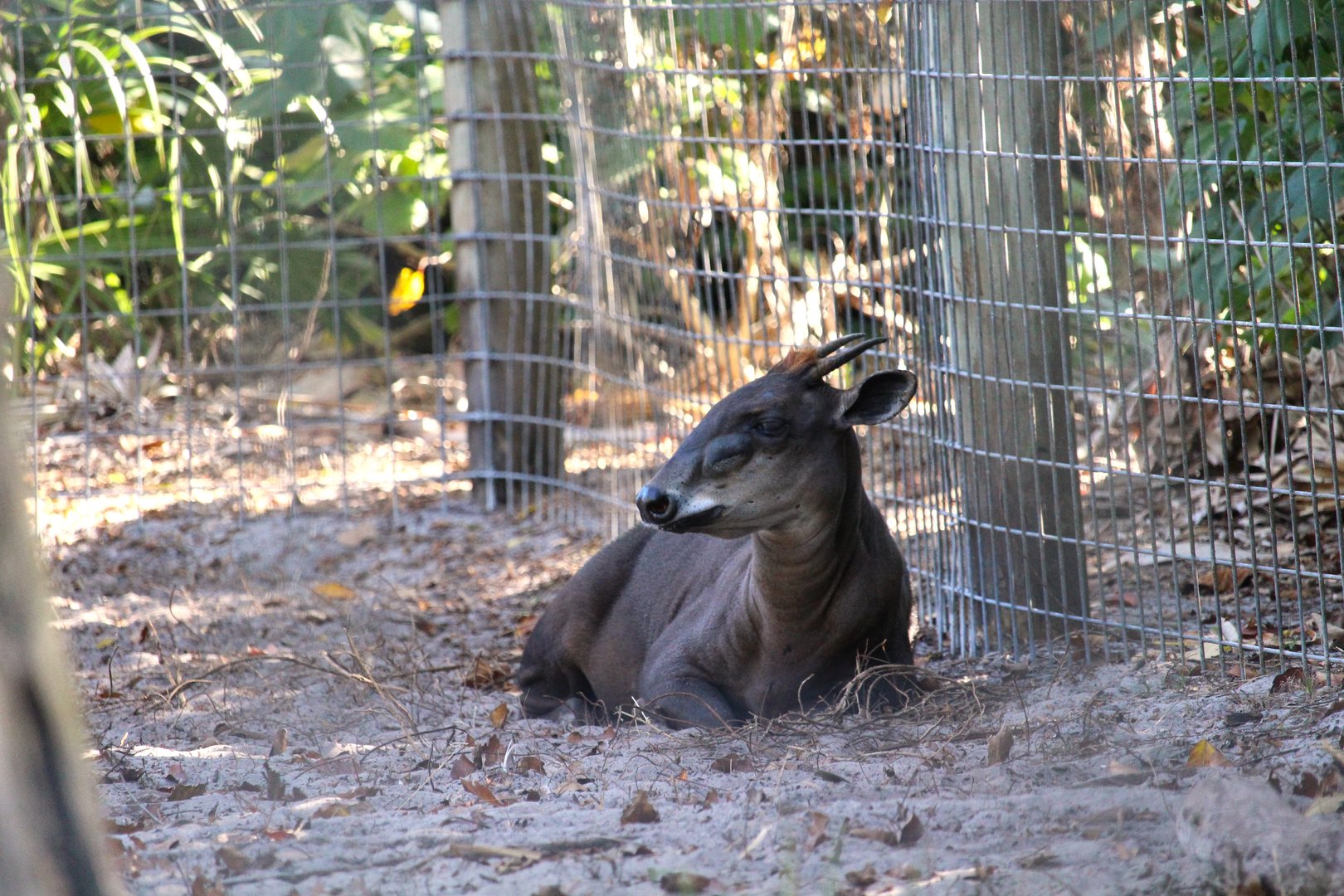 Yellow-backed Duiker
