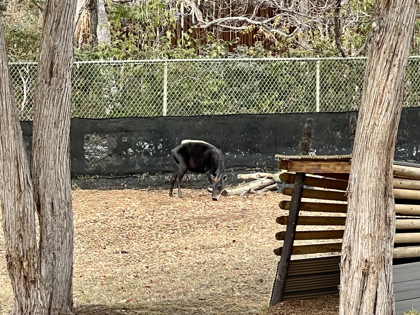 Yellow-backed Duiker