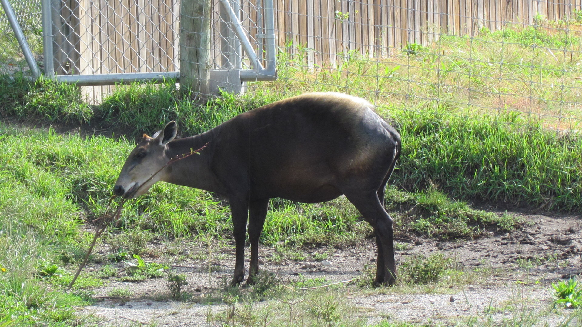 Yellow-backed Duiker