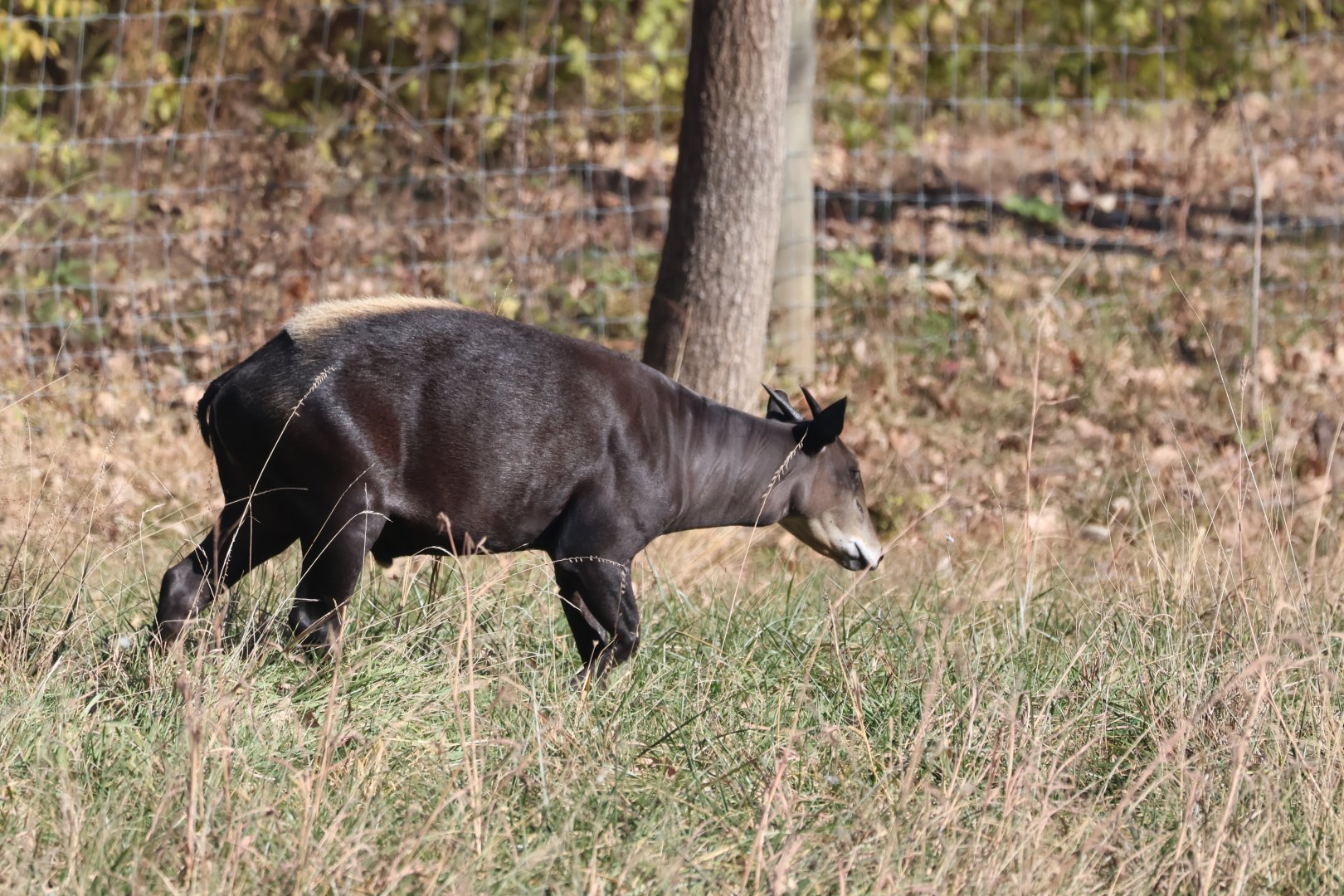 Yellow Backed Duiker