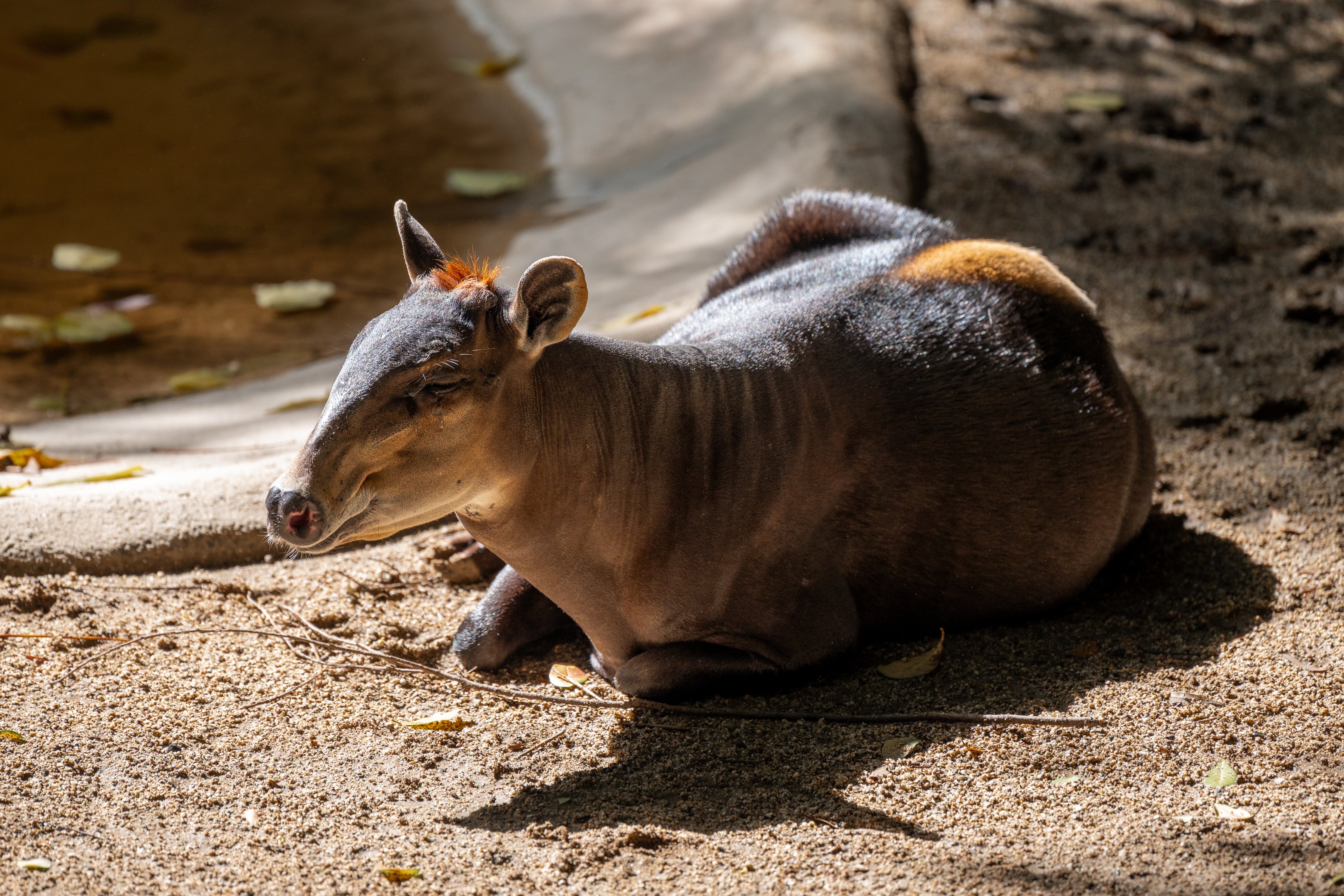 Yellow Backed Duiker