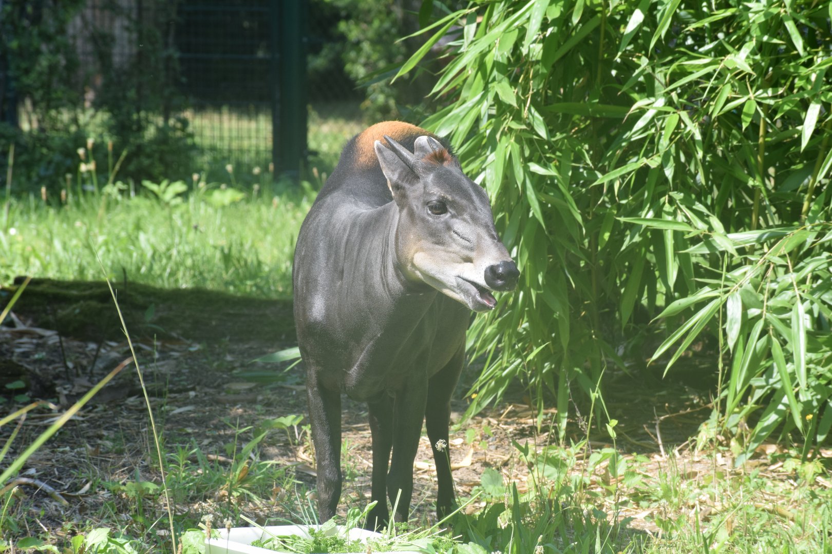 Yellow-backed duiker