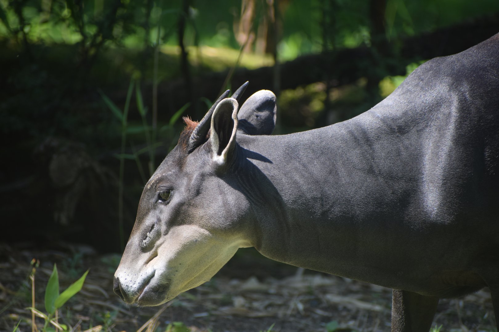 Yellow-backed duiker