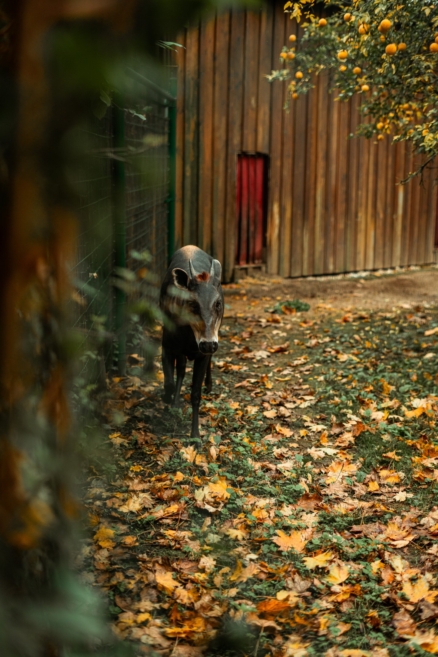 Yellow-backed duiker