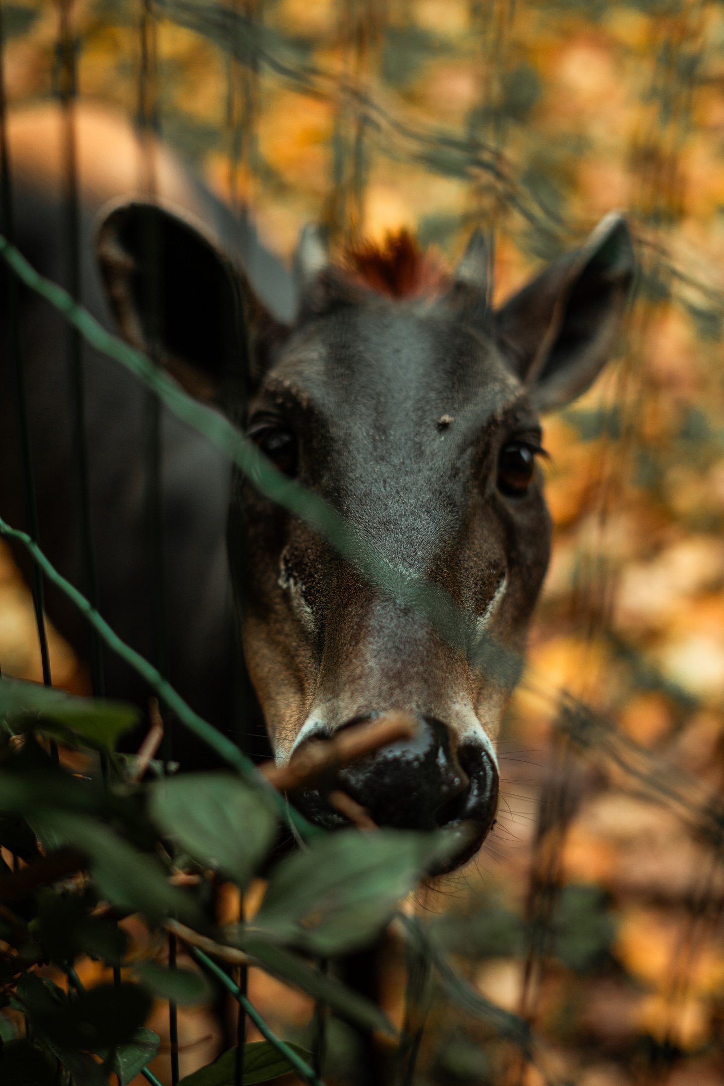Yellow-backed duiker