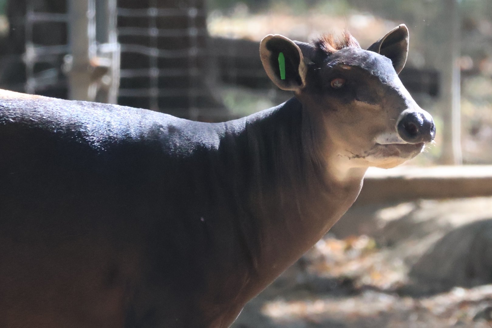 Yellow Backed Duiker