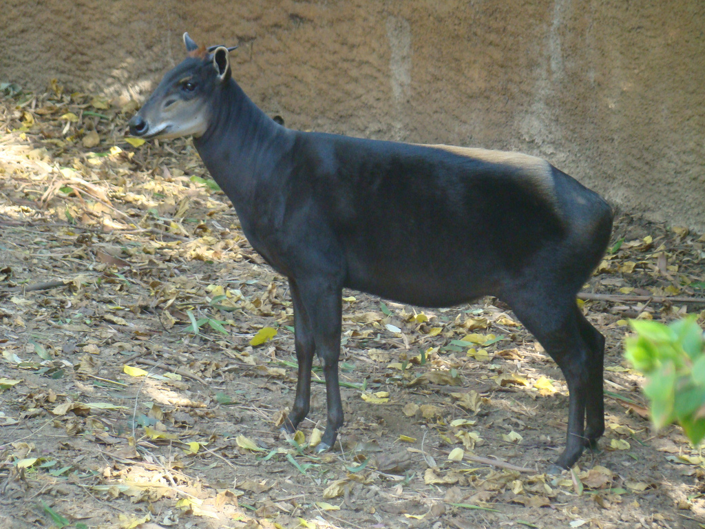 Yellow-backed Duiker