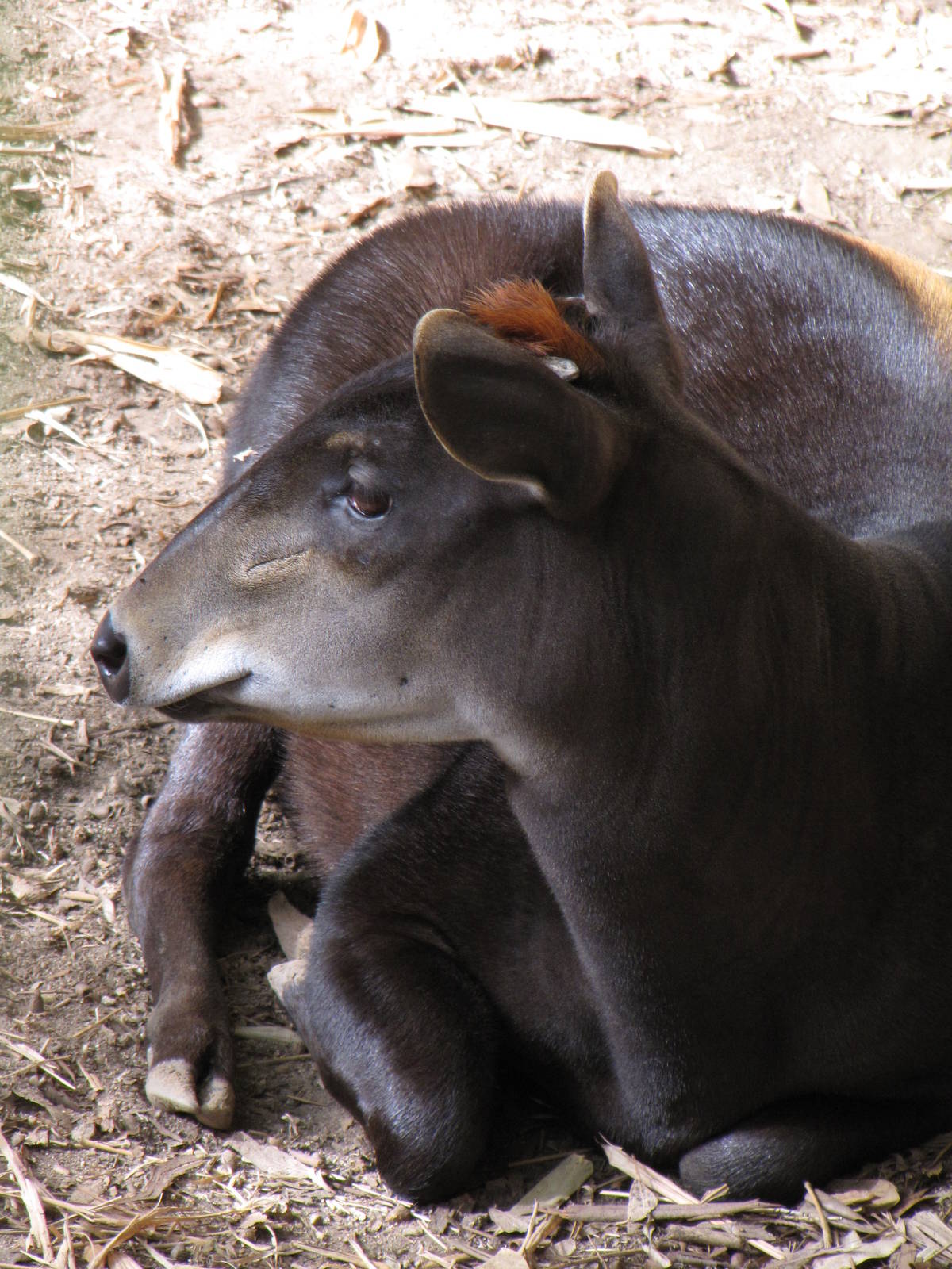 Yellow-backed Duiker