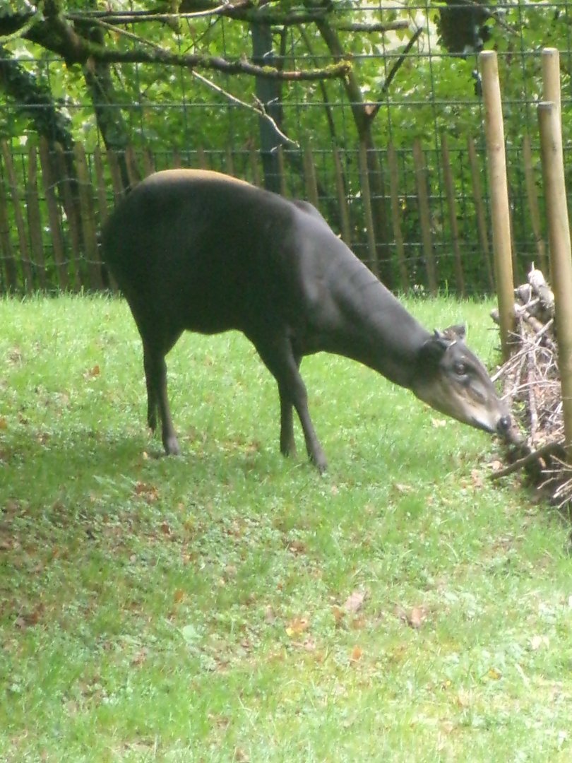 Yellow-backed duiker