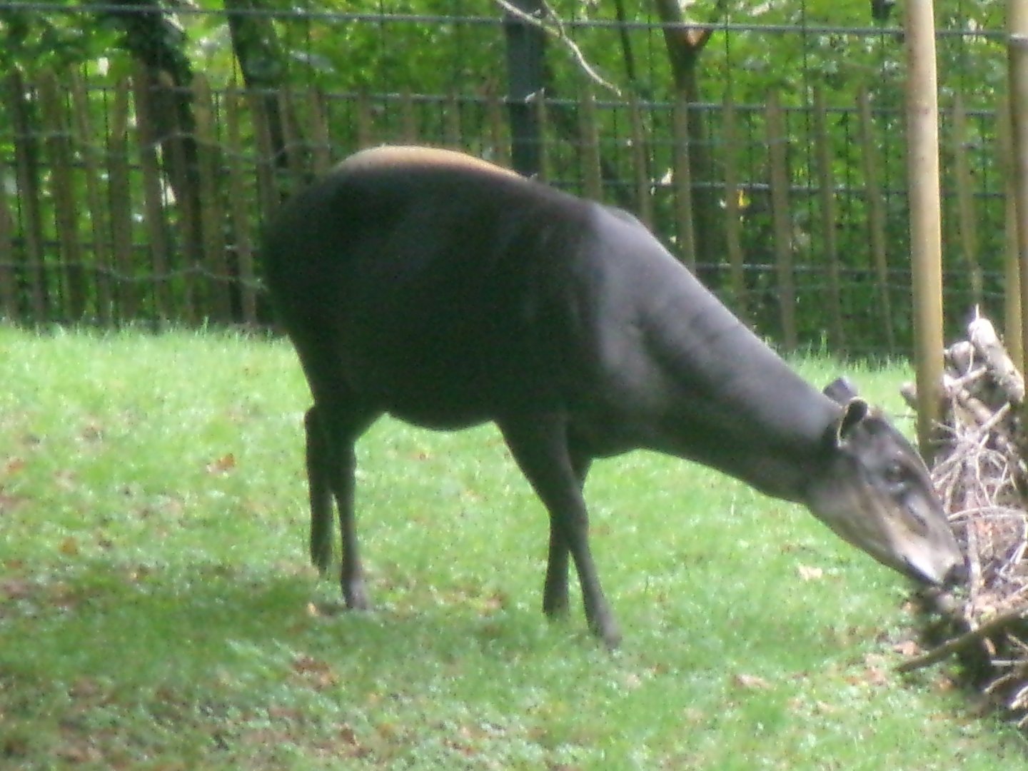 Yellow-backed duiker