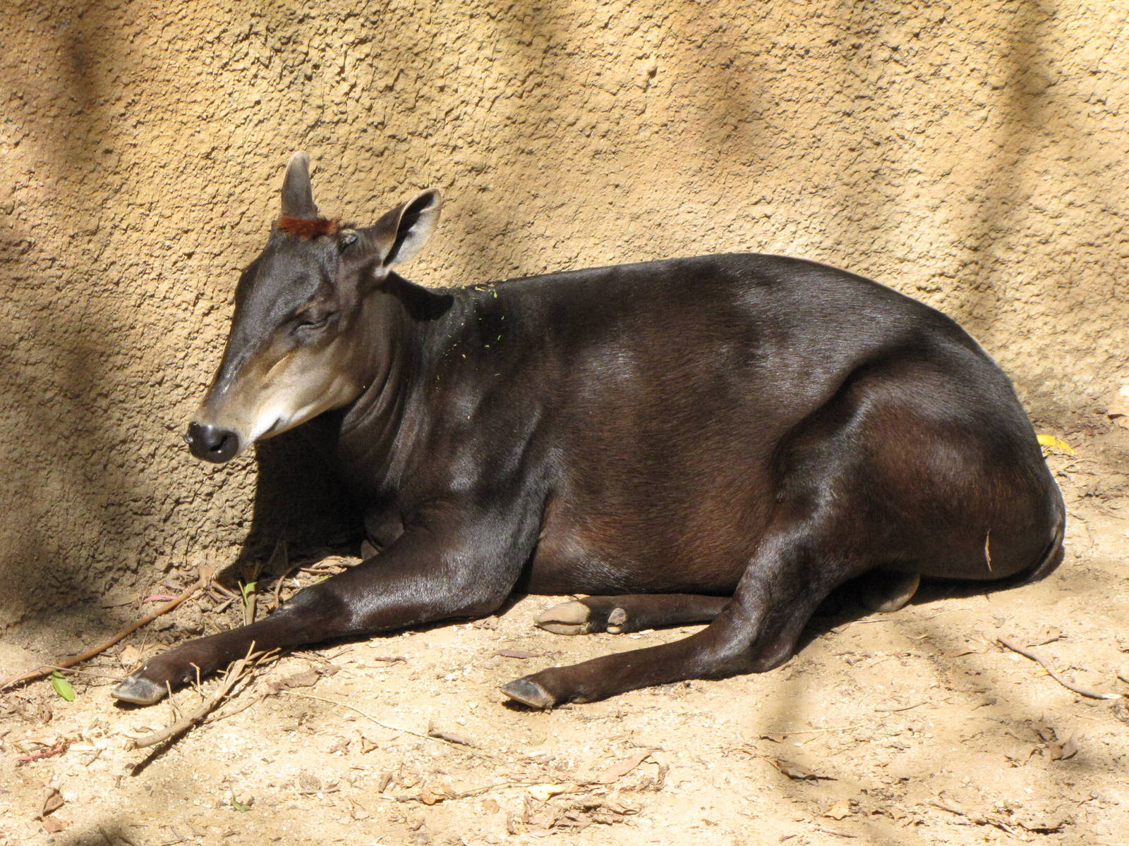 Yellow-backed Duiker