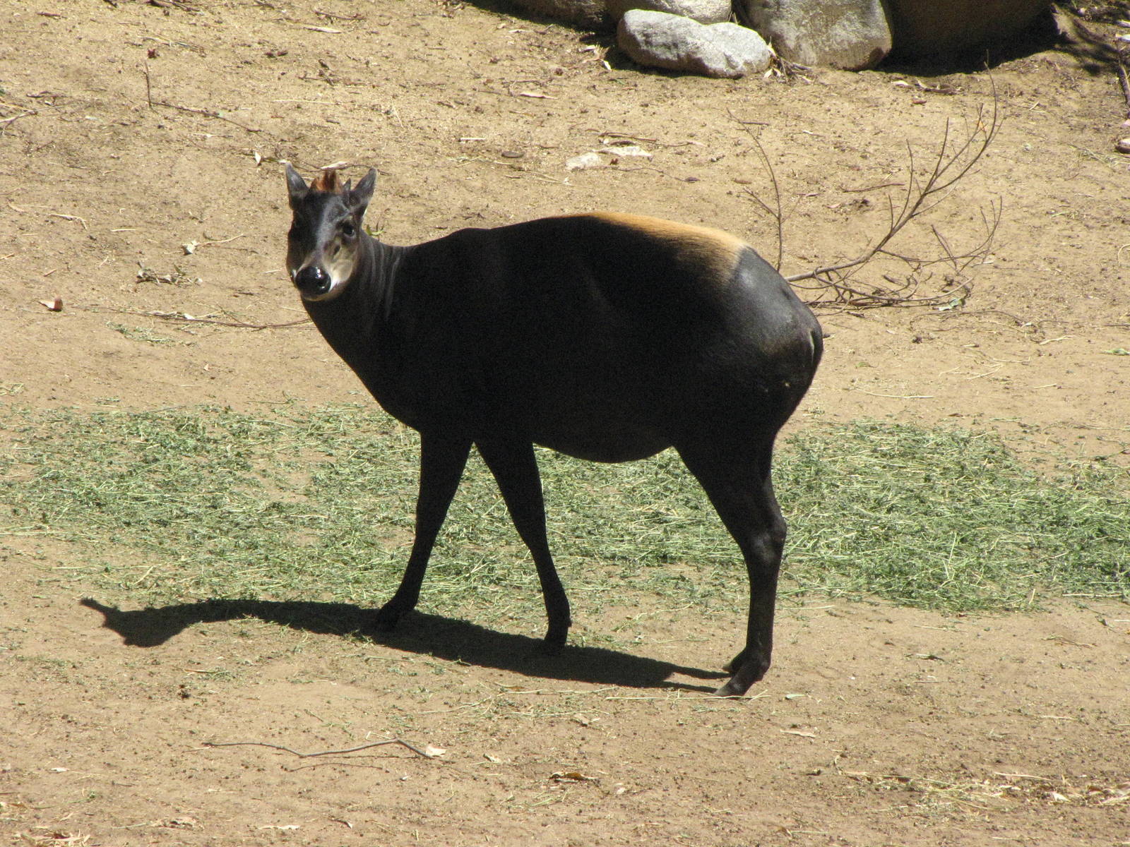 Yellow-Backed Duiker