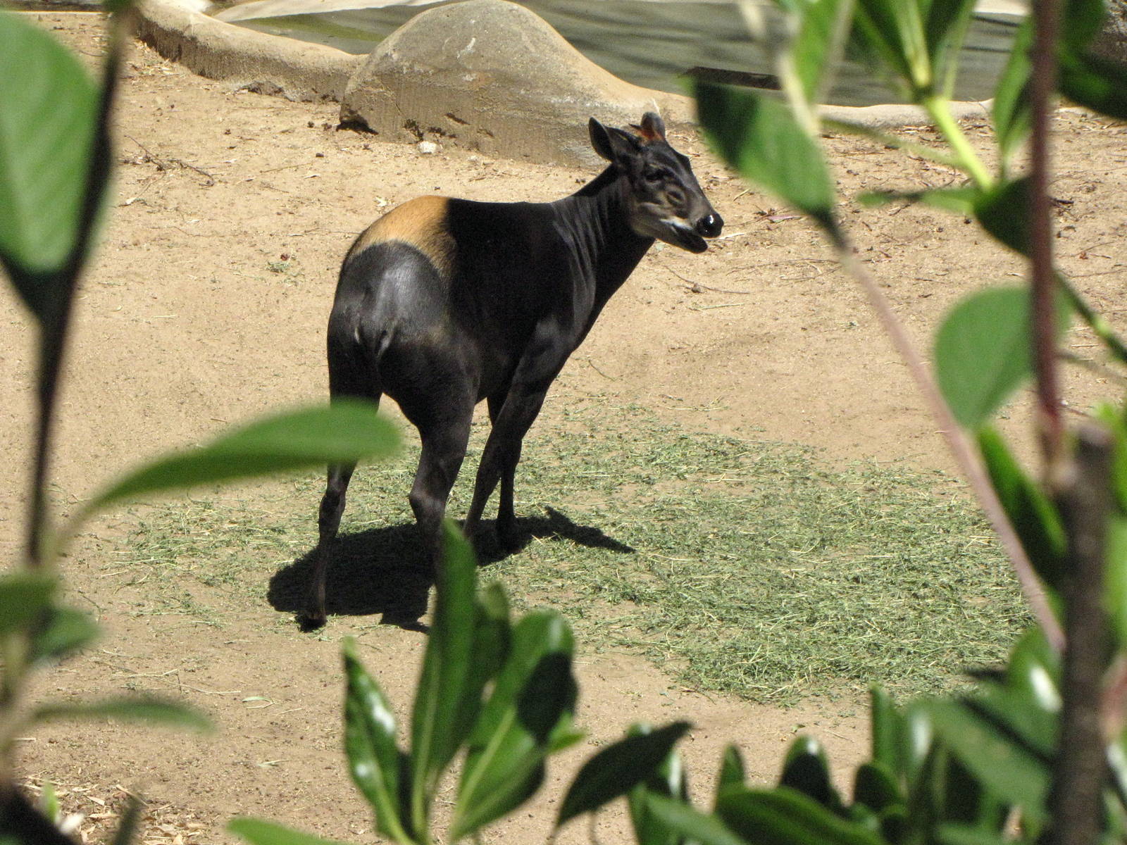 Yellow-Backed Duiker