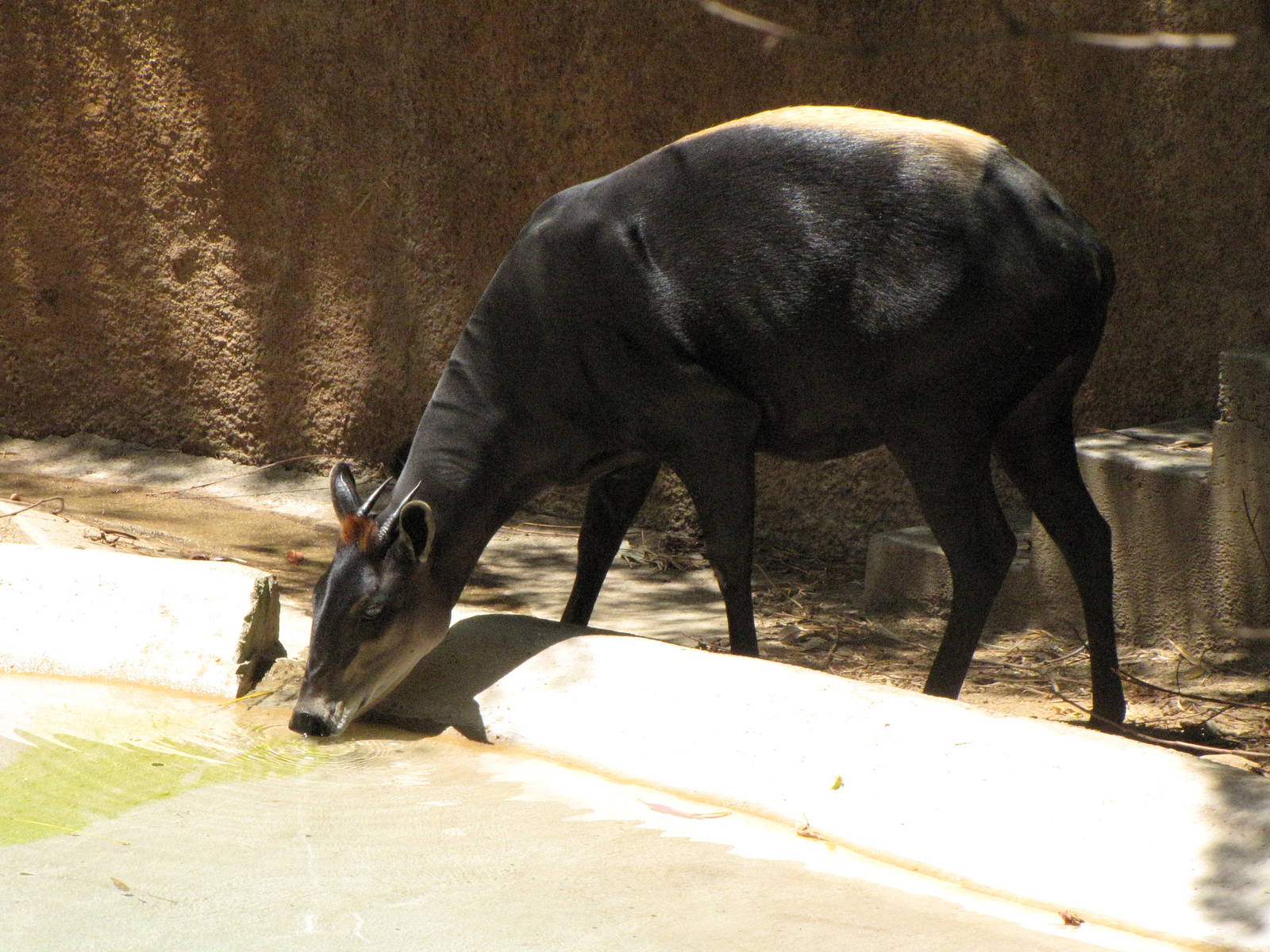 Yellow-Backed Duiker