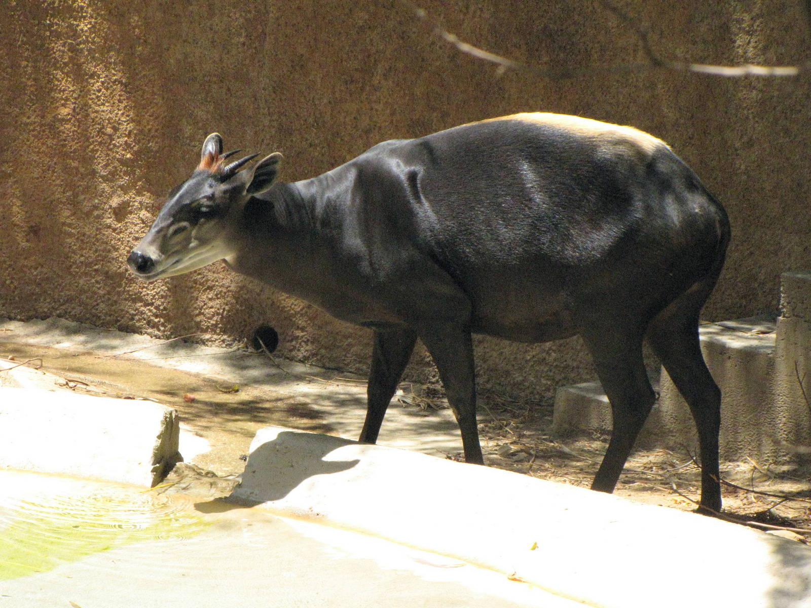 Yellow-Backed Duiker