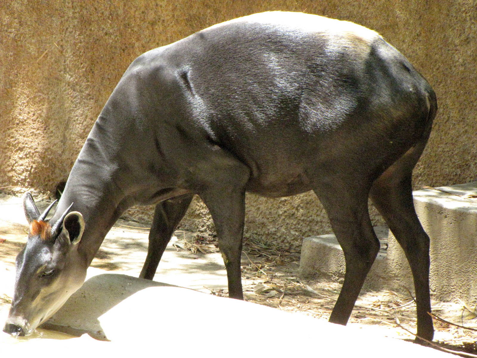 Yellow-Backed Duiker