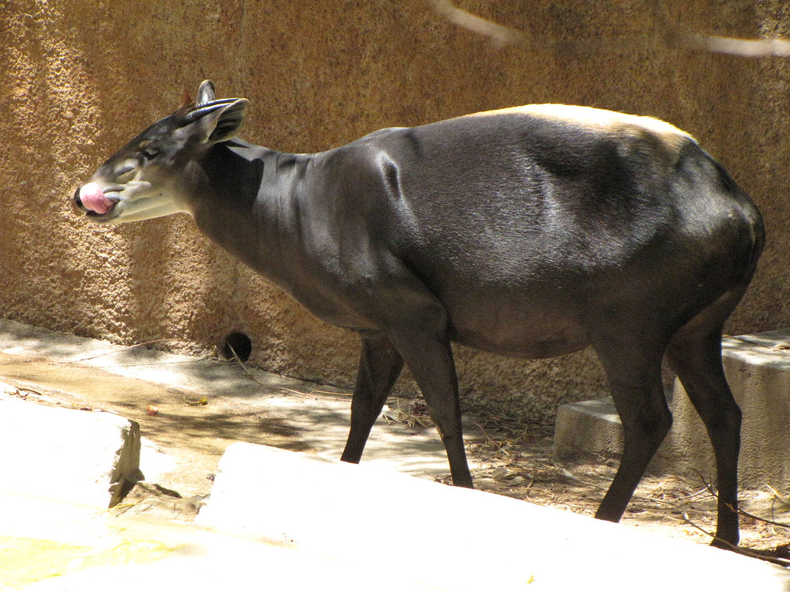 Yellow-Backed Duiker