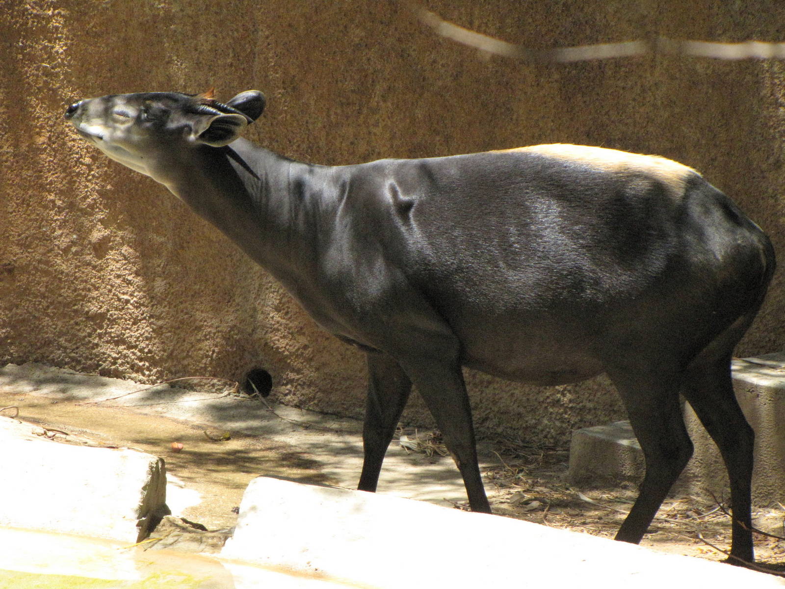 Yellow-Backed Duiker