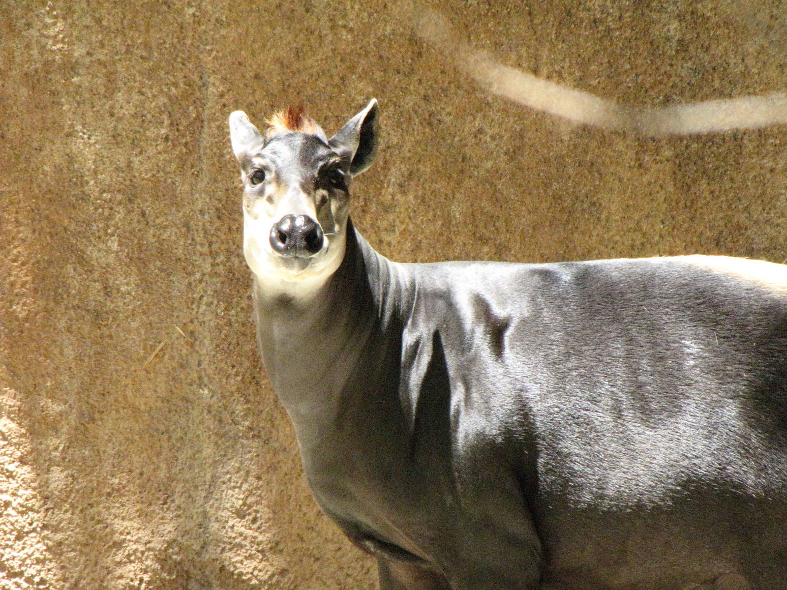 Yellow-Backed Duiker