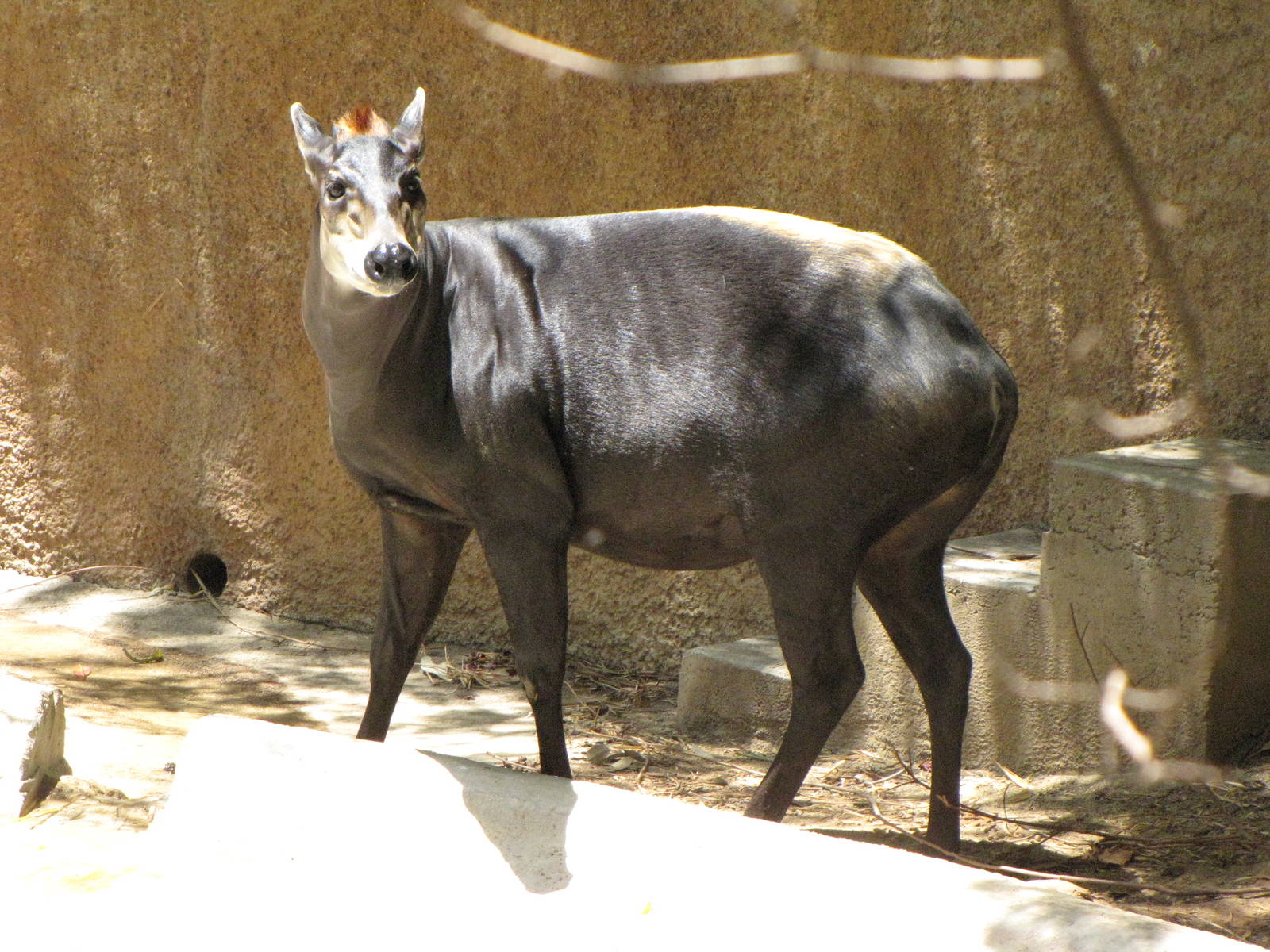 Yellow-Backed Duiker