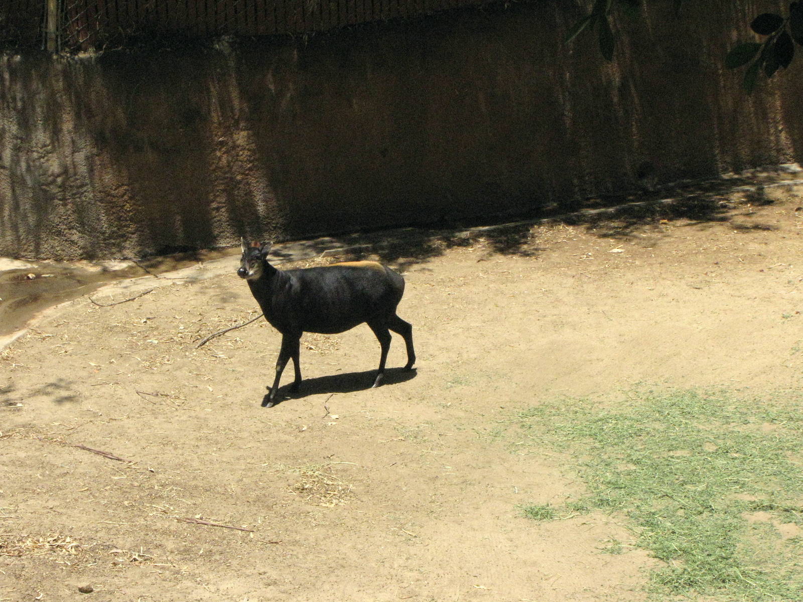 Yellow-Backed Duiker