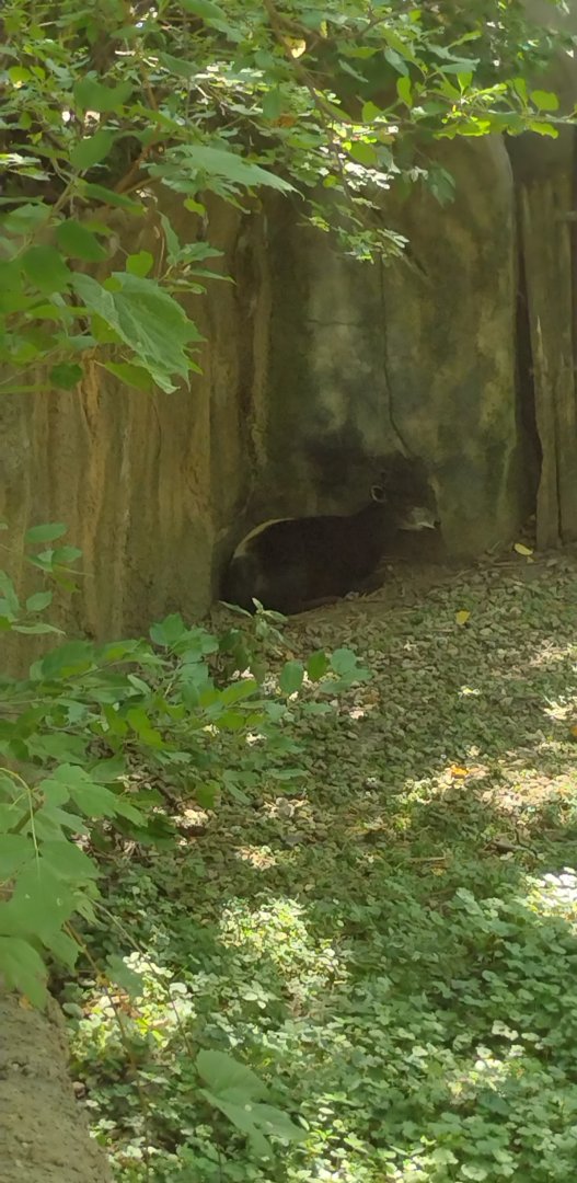 Yellow backed dukeir