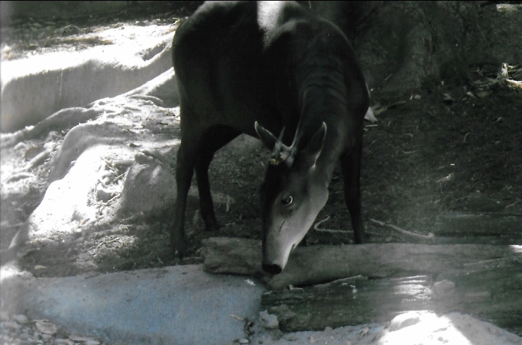 Yellow backed dukier 2016