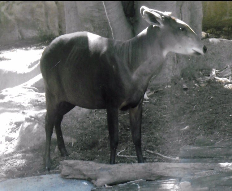 Yellow backed dukier 2016