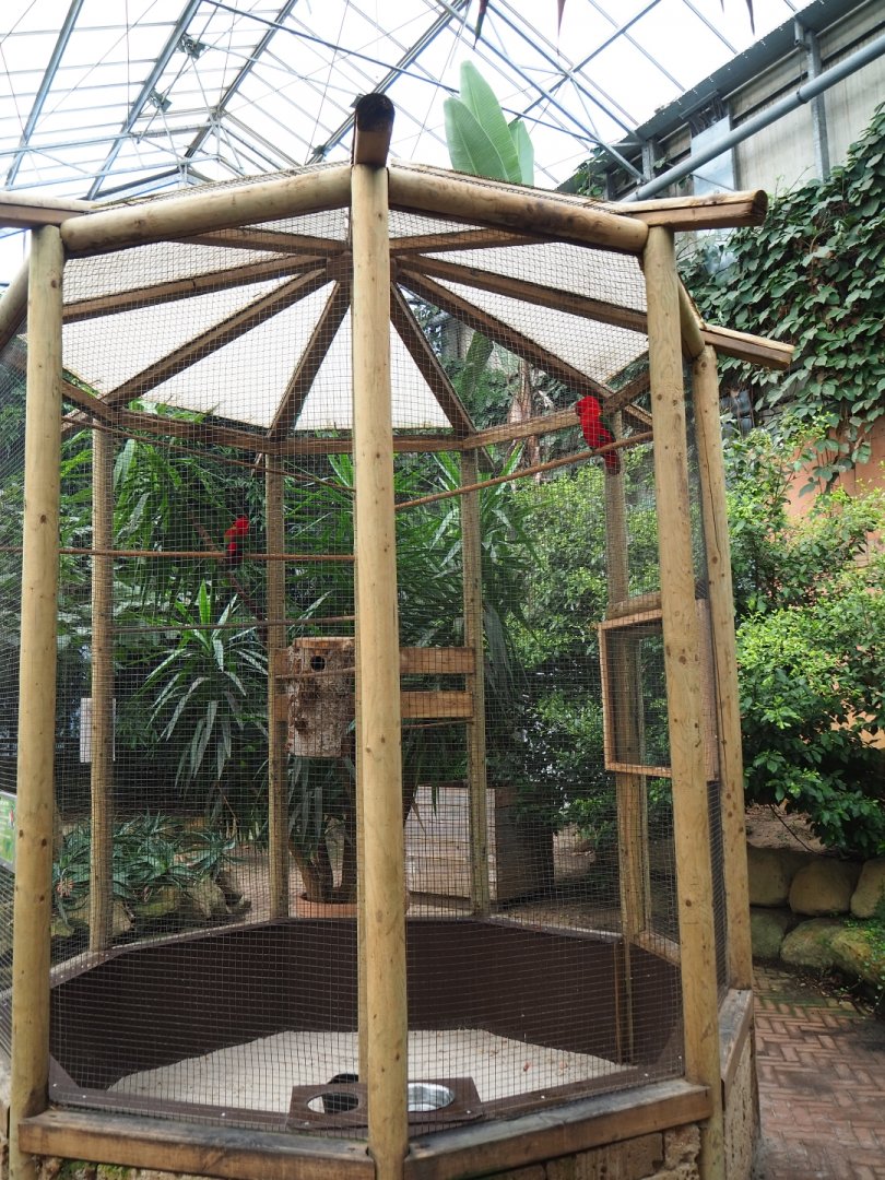Yellow-backed lorikeet aviary (Aug 28th, 2018)
