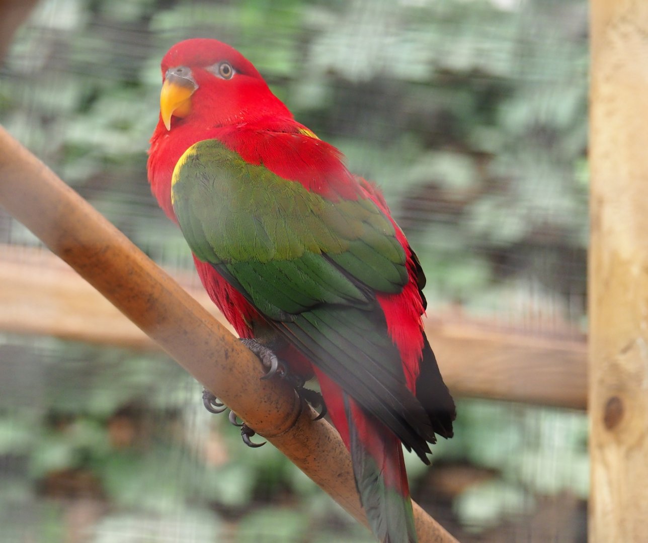 Yellow-backed lorikeet (Lorius garrulus flavopalliatus), Aug 28th, 2018