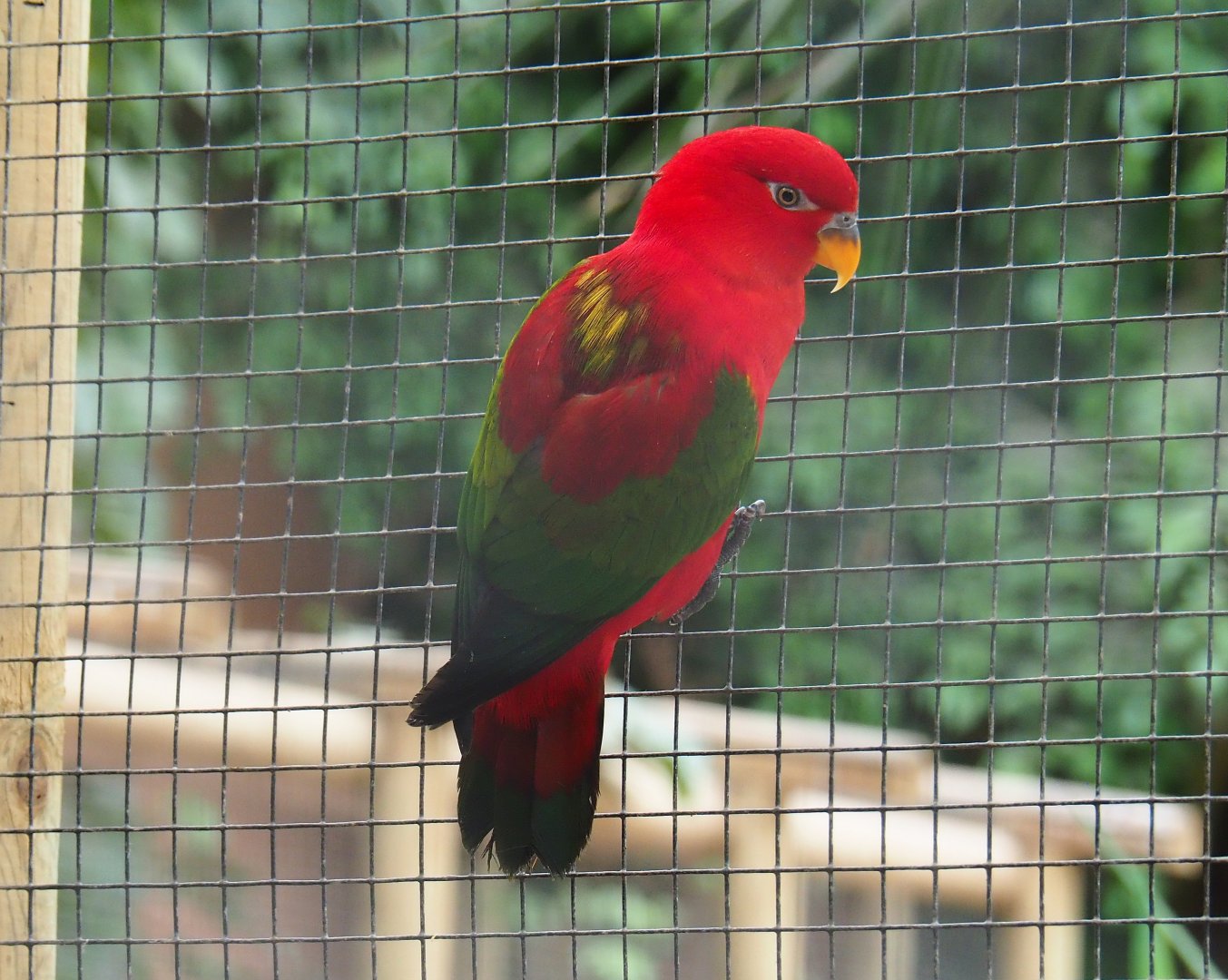 Yellow-backed lorikeet (Lorius garrulus flavopalliatus), Aug 28th, 2018
