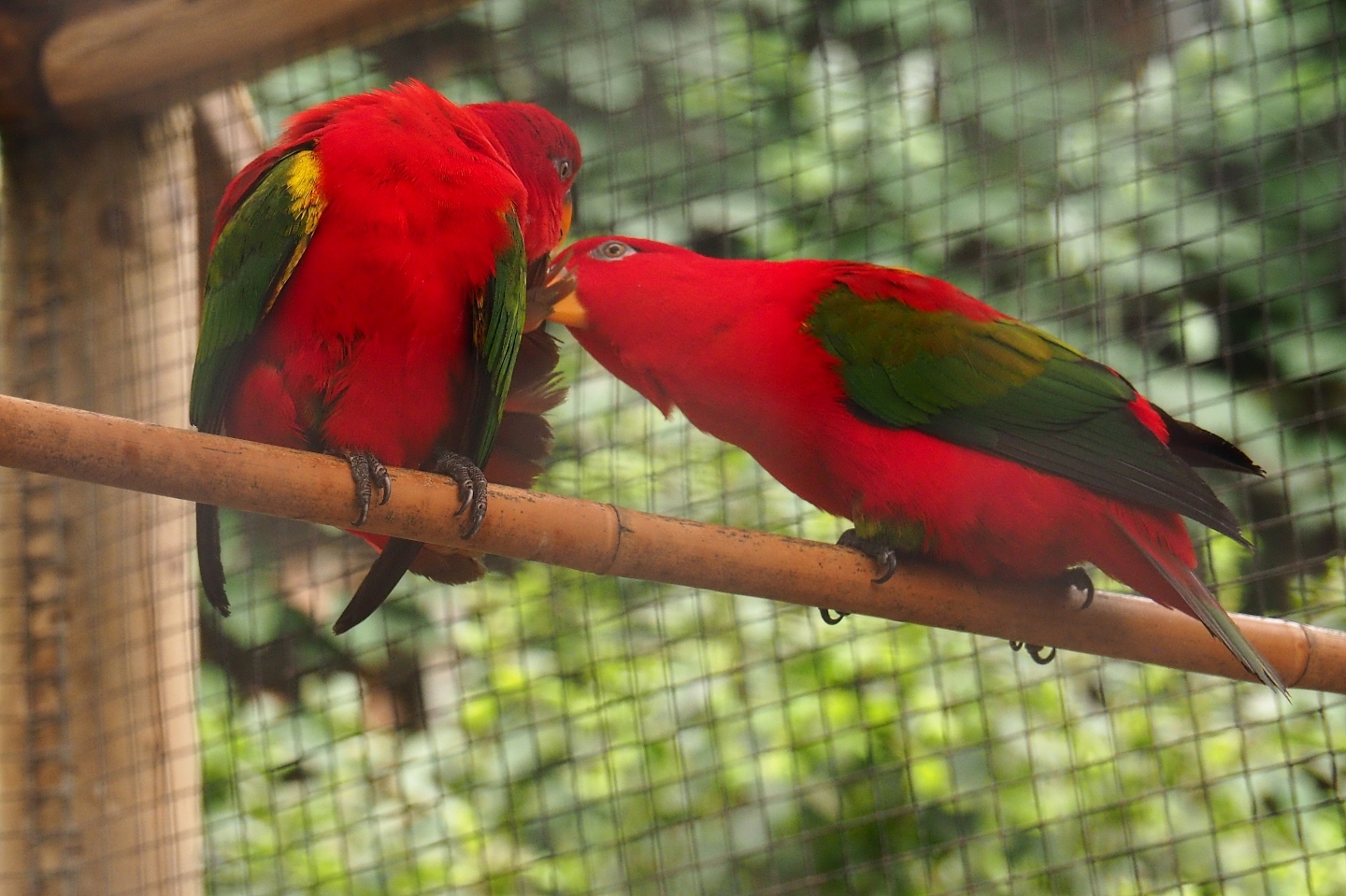 Yellow-backed lorikeets (Lorius garrulus flavopalliatus), Aug 28th, 2018