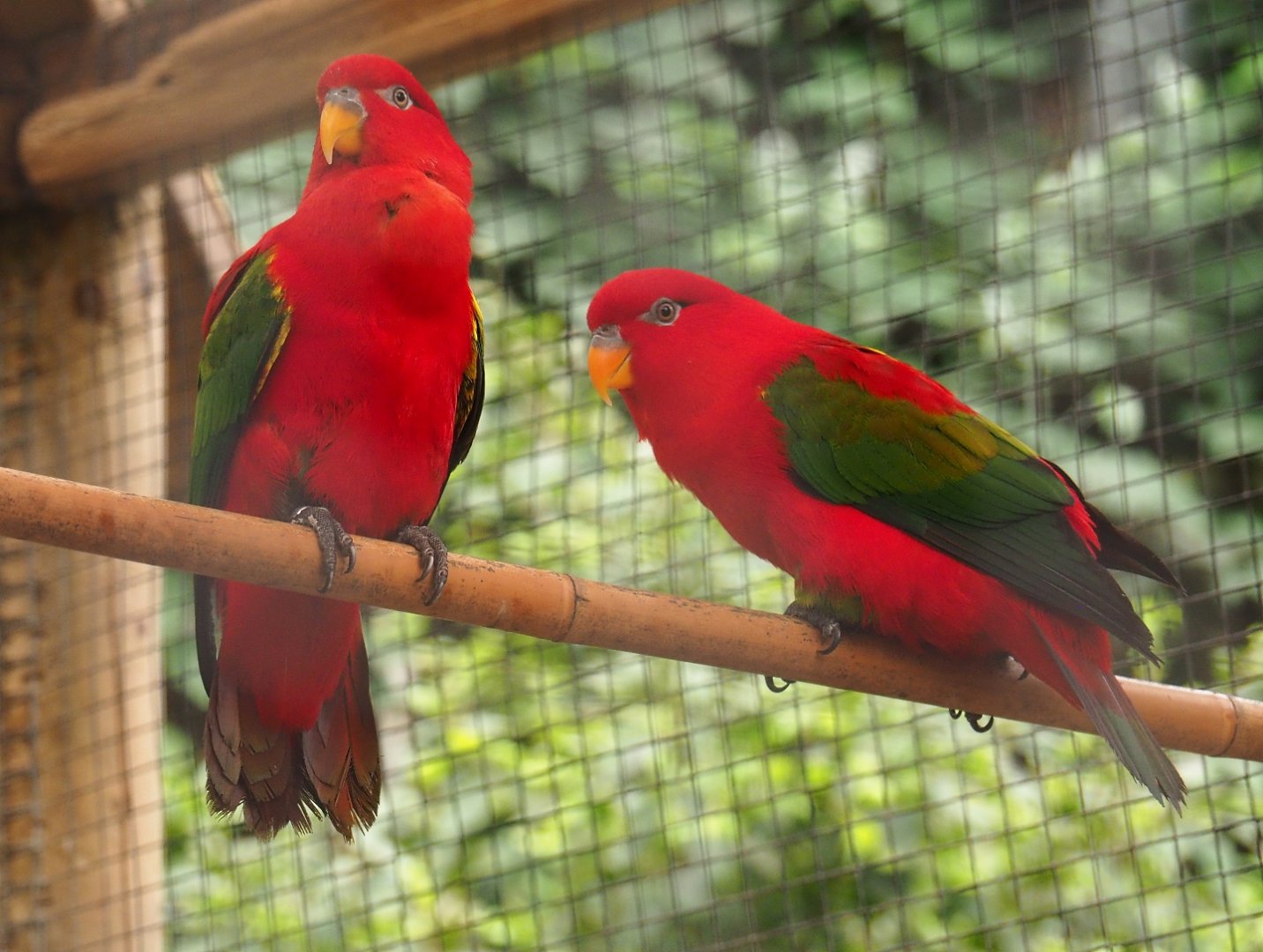 Yellow-backed lorikeets (Lorius garrulus flavopalliatus), Aug 28th, 2018