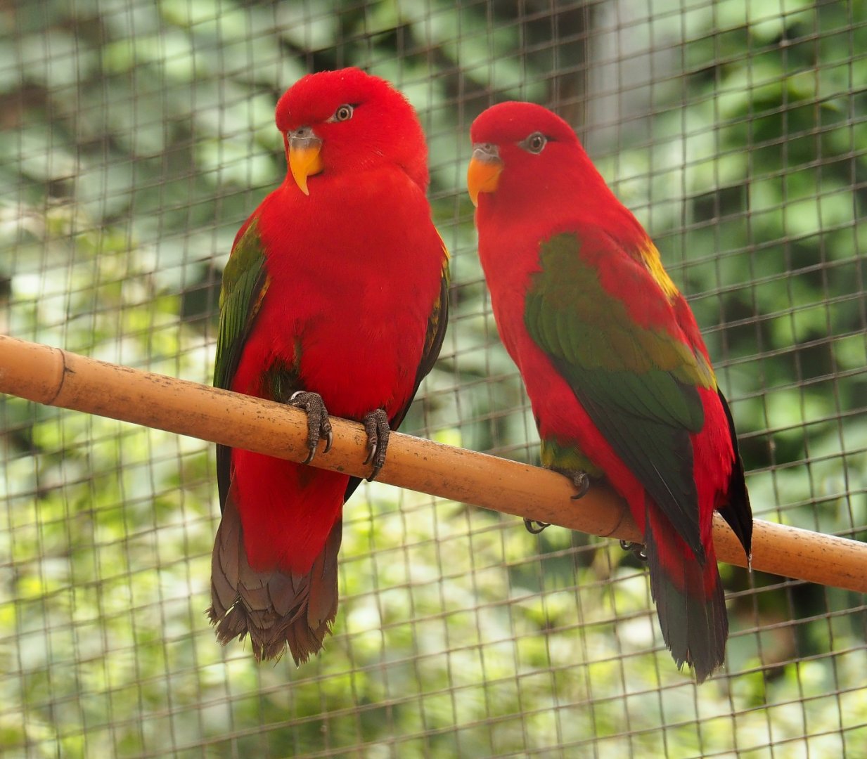 Yellow-backed lorikeets (Lorius garrulus flavopalliatus), Aug 28th, 2018