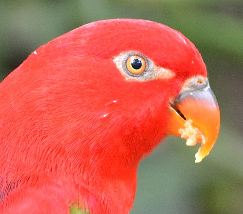 Yellow-backed lory ? portrait