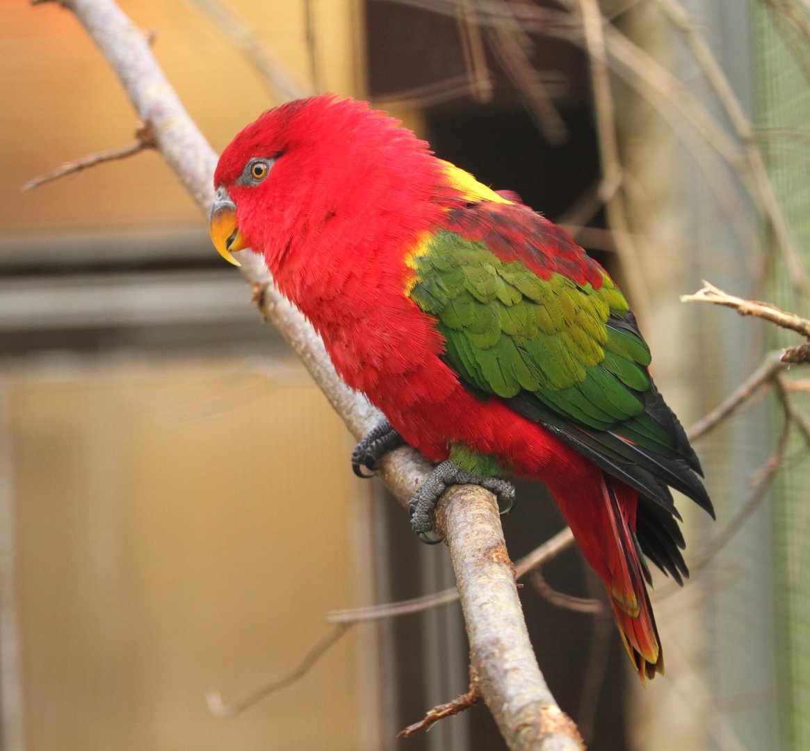 Yellow-backed Lory