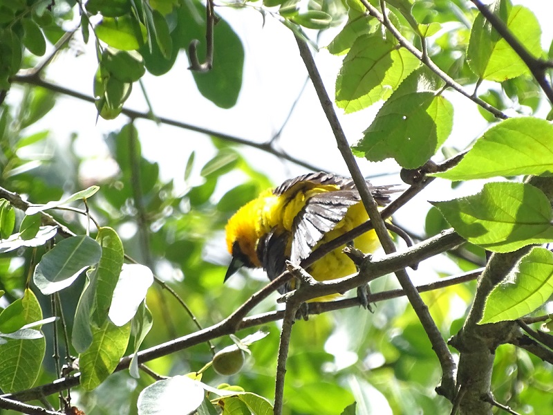 Yellow-backed oriole (Icterus chrysater)