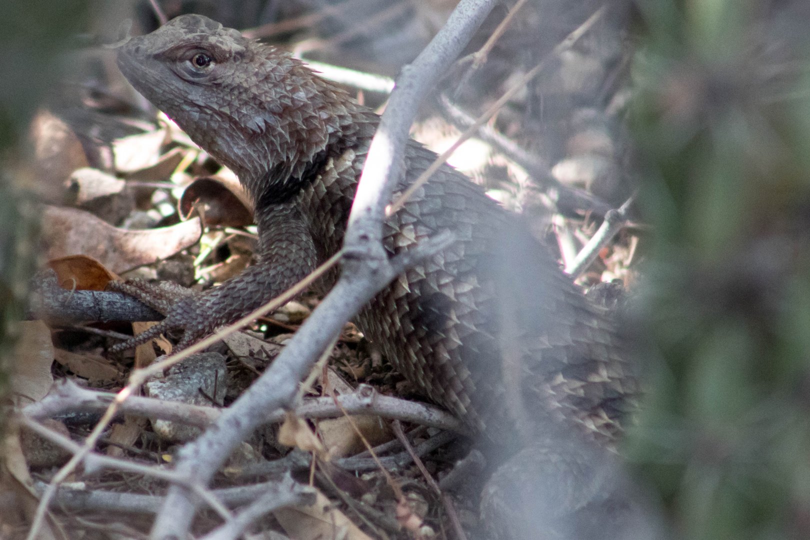 Yellow-backed spiny lizard