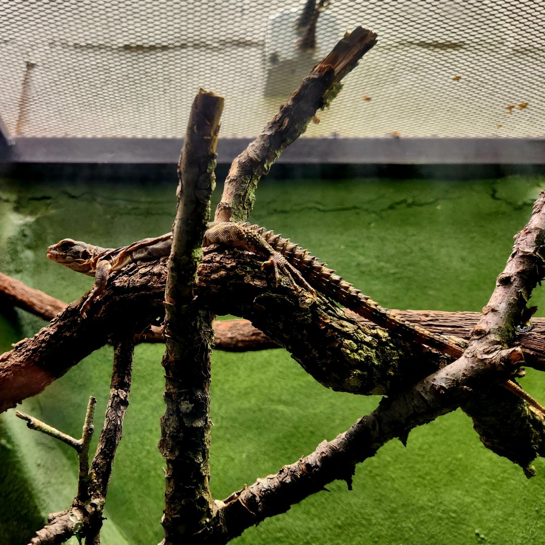 Yellow-Backed Spiny-Tailed Iguana (Ctenosaura flavidorsalis)