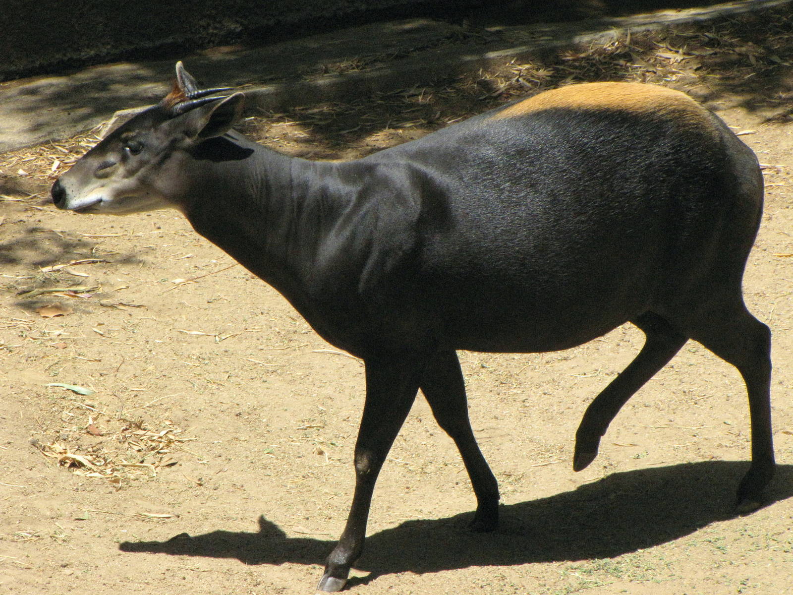 Yellow-Backer Duiker