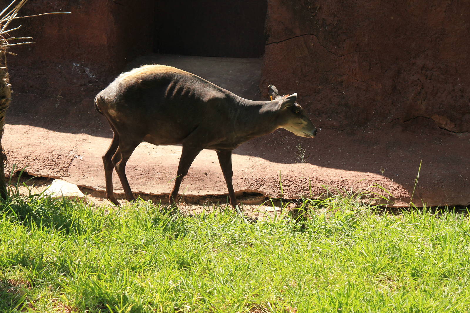 Yellow-Bakced Duiker