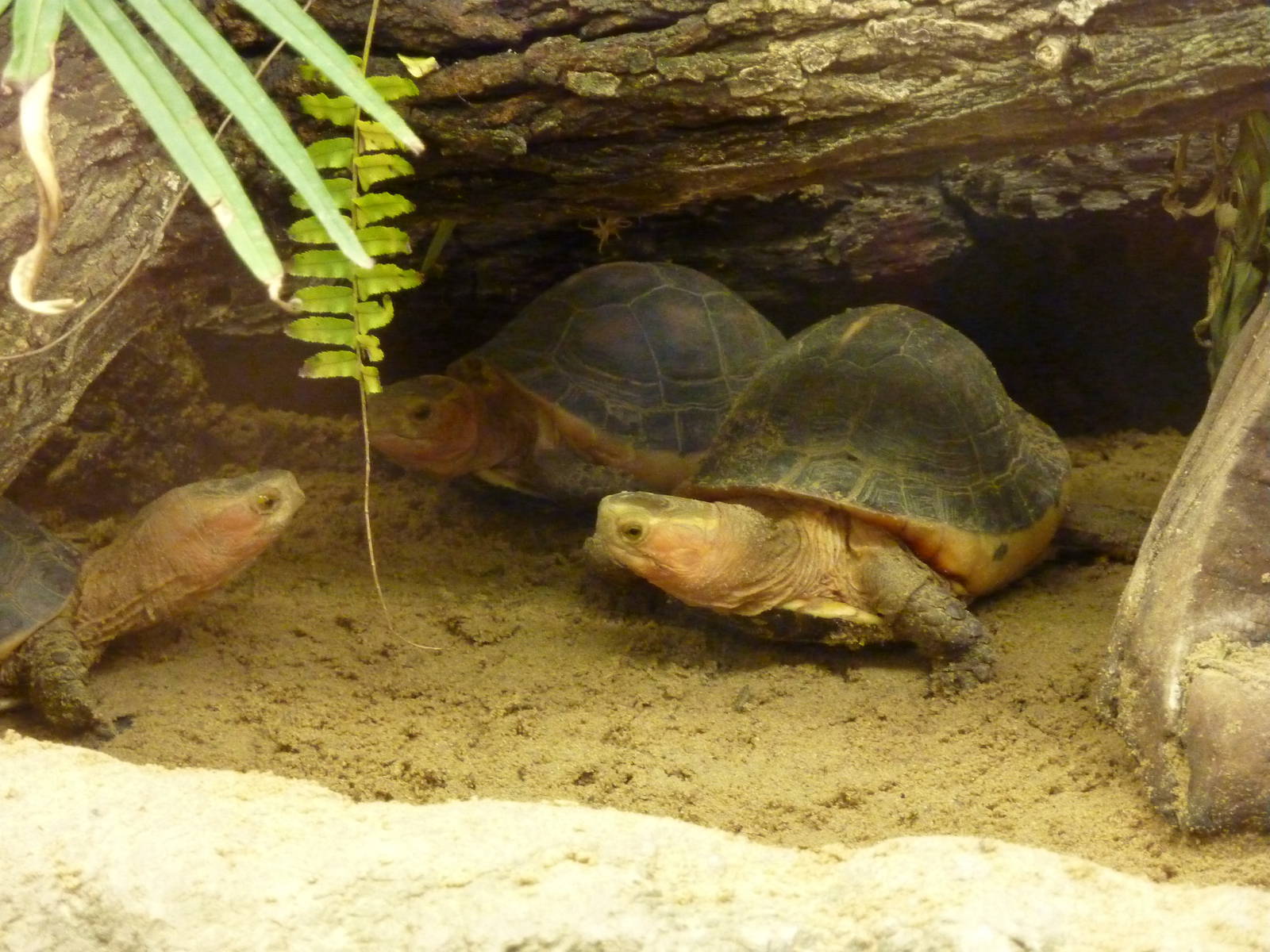 Yellow-banded box turtle