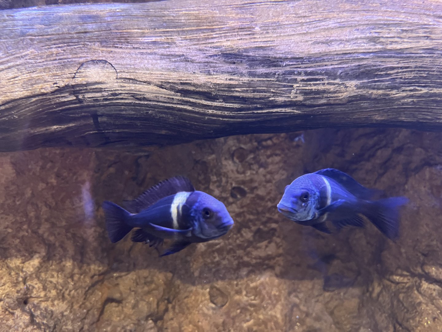 Yellow-banded Cichlid (Tropheus duboisi)