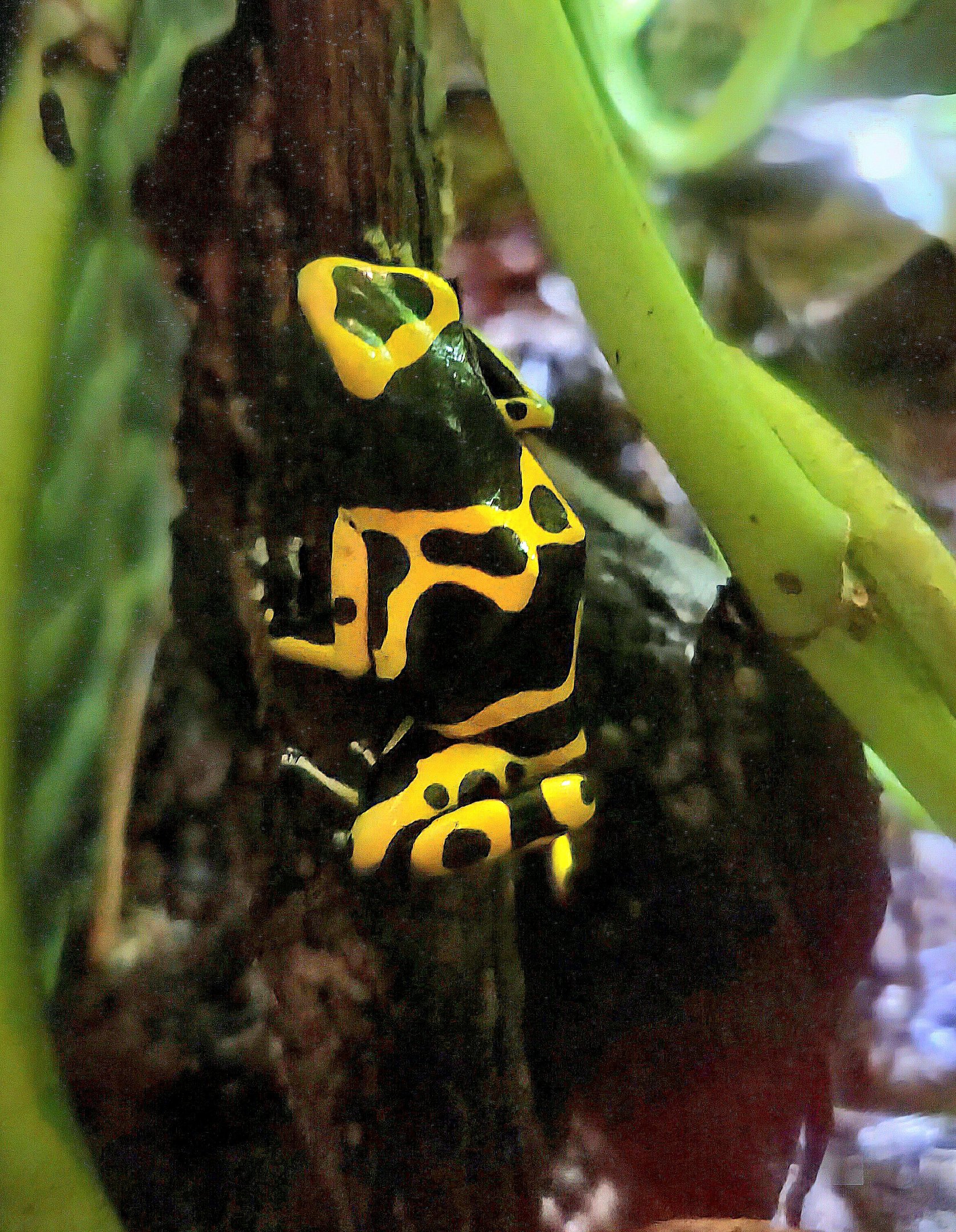 Yellow-Banded Dart Frog  - Riverbanks Zoo