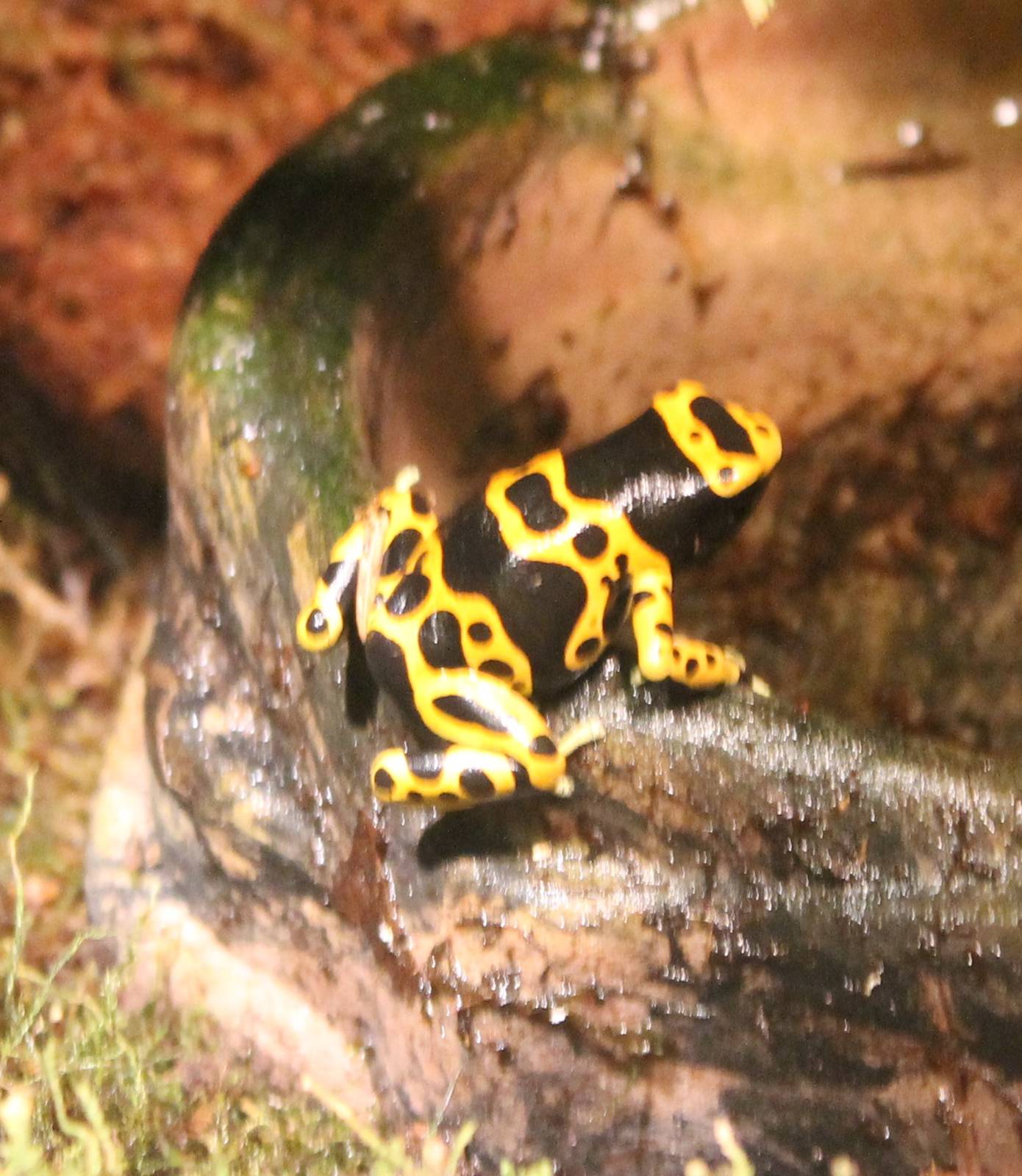 Yellow-banded dart frog