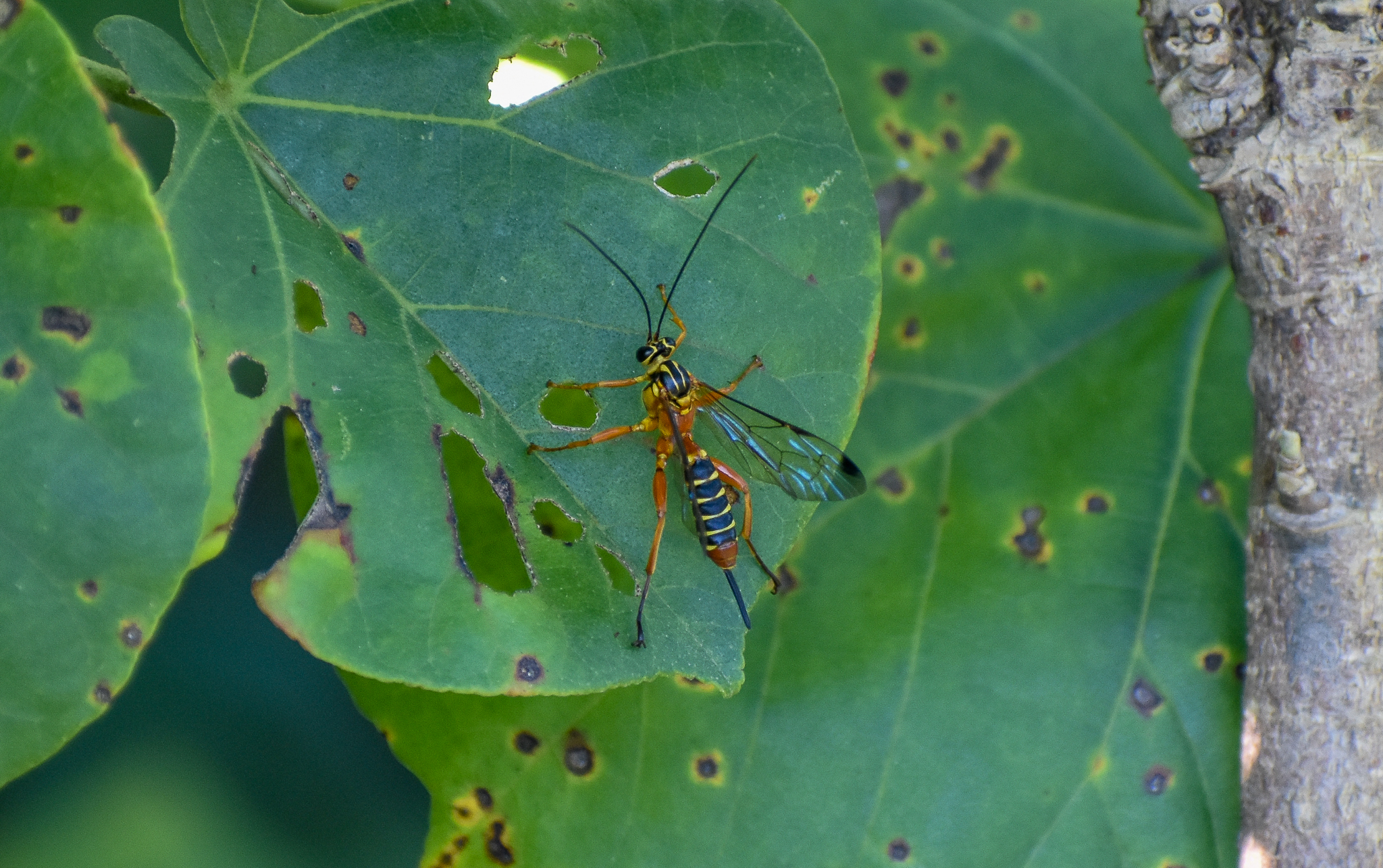 Yellow-banded Ichneumon Wasp (Echthromorpha agrestoria)