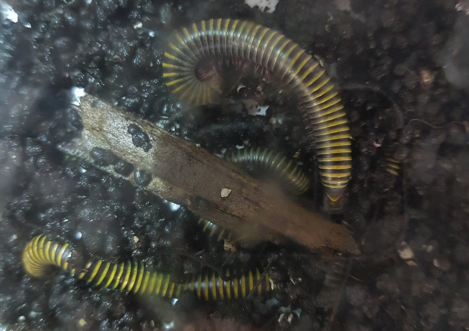 Yellow-banded millipede - Anadenobolus monilicornis