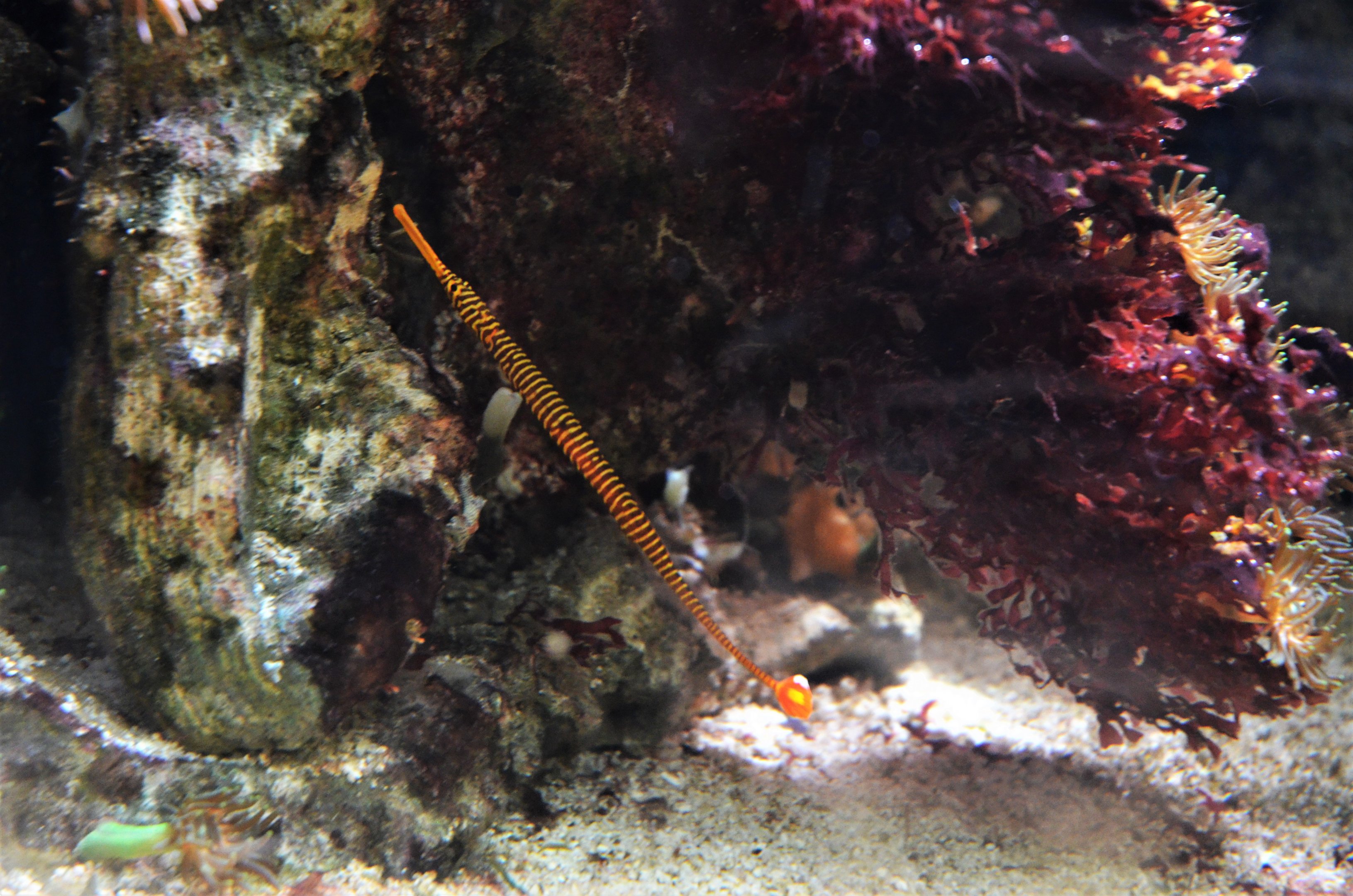 Yellow-banded Pipefish at Wuppertal, 16/06/19